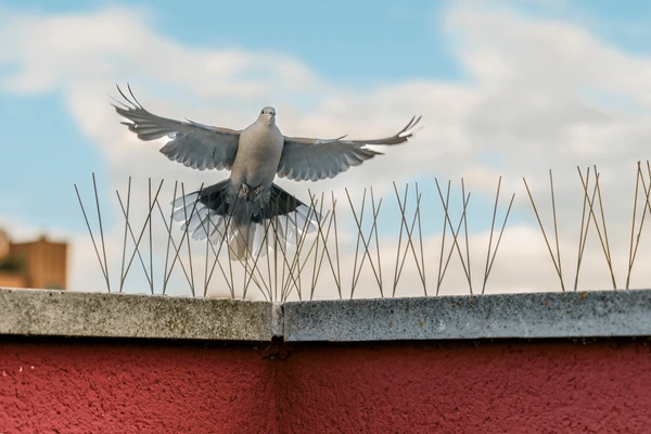 top and best bird spikes in hyderabad