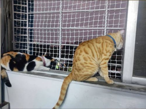 top and best pet safety net in hyderabad