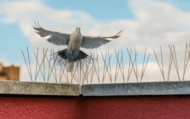 bird spikes top and best bird spikes in hyderabad